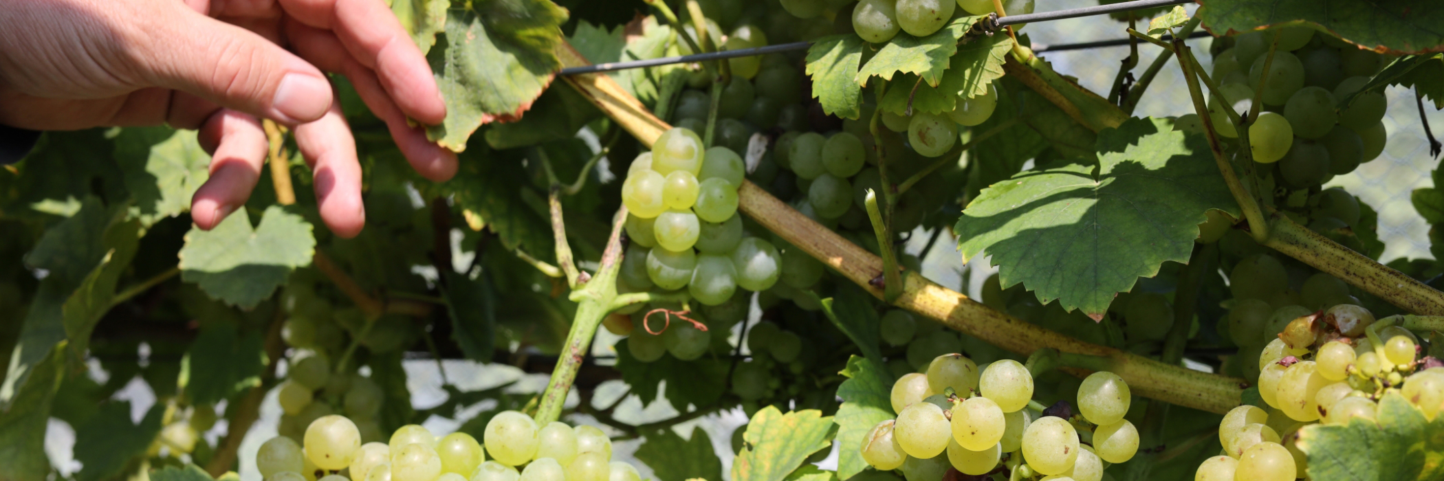 Hand reaching towards muscat grapes