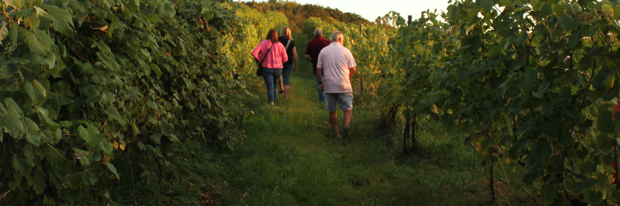 Vineyard Walk