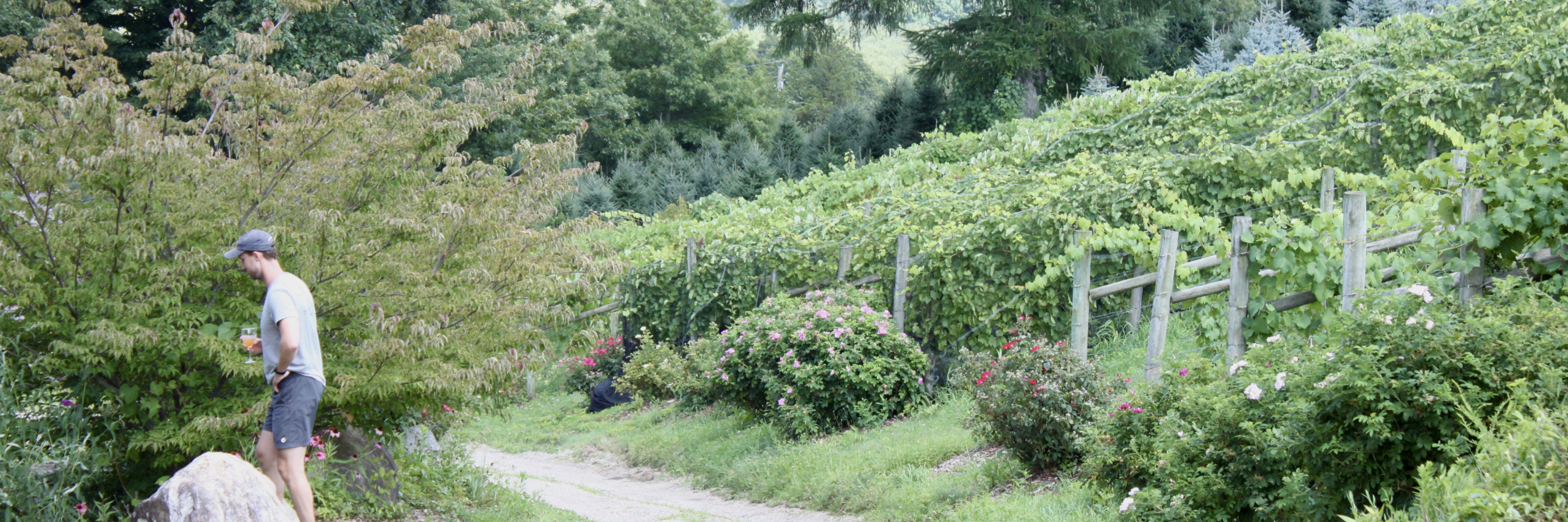 Educational Vineyard at Jones Winery
