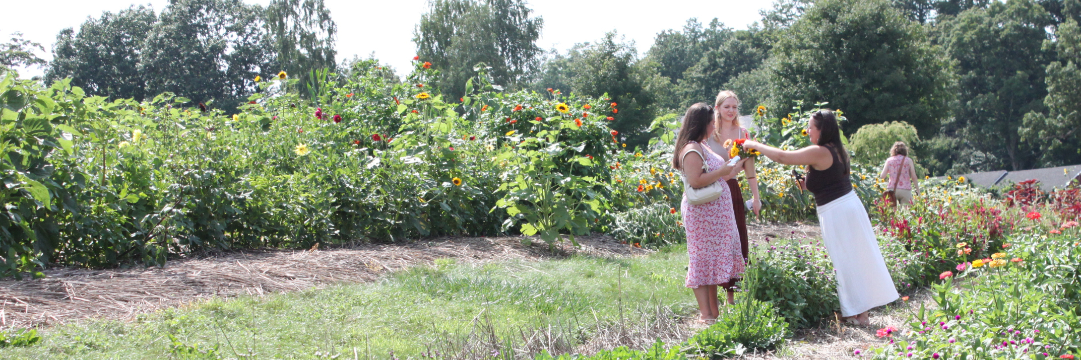 Flower Field at Tasting Room