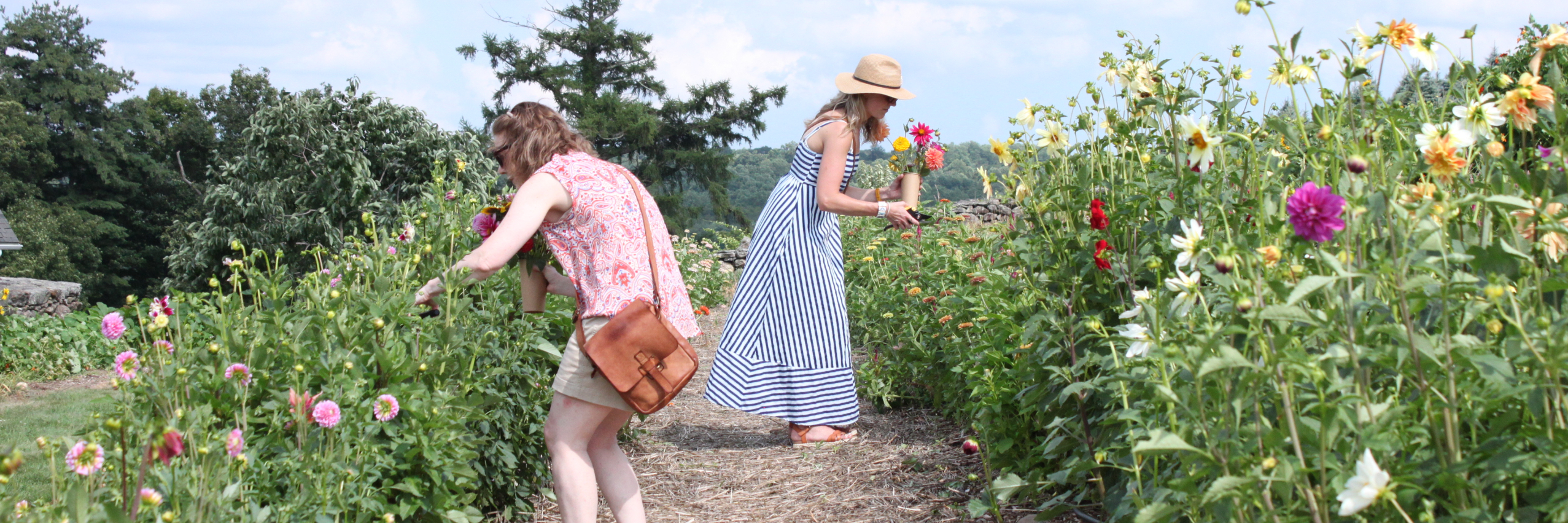 Harvesting Flowers in the Field