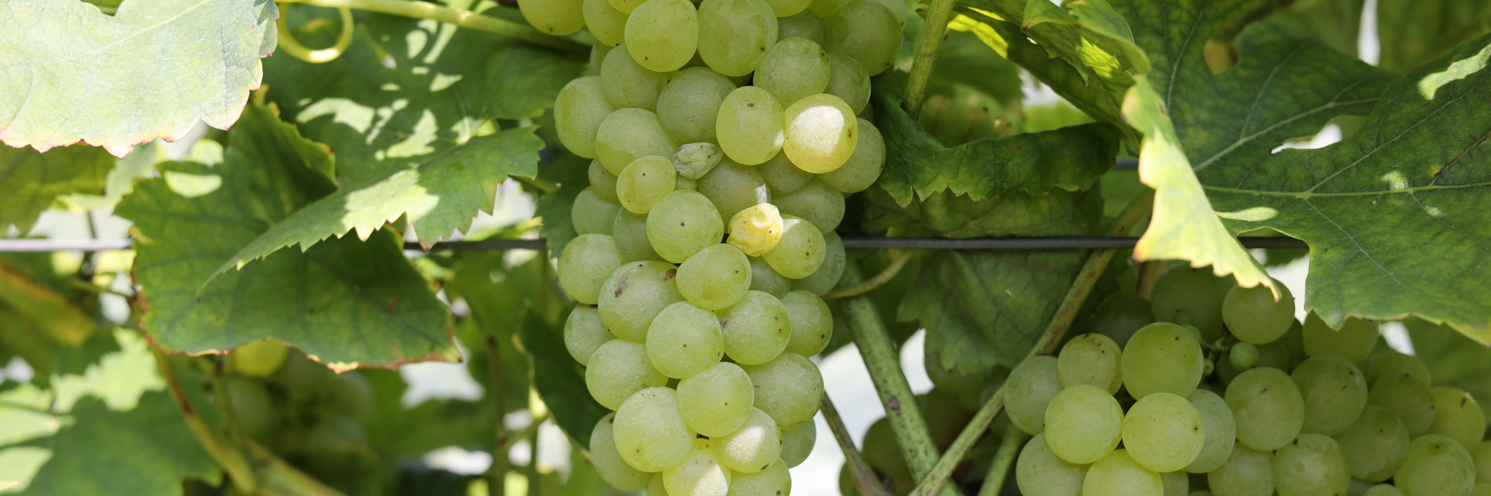 Muscat grapes on vine