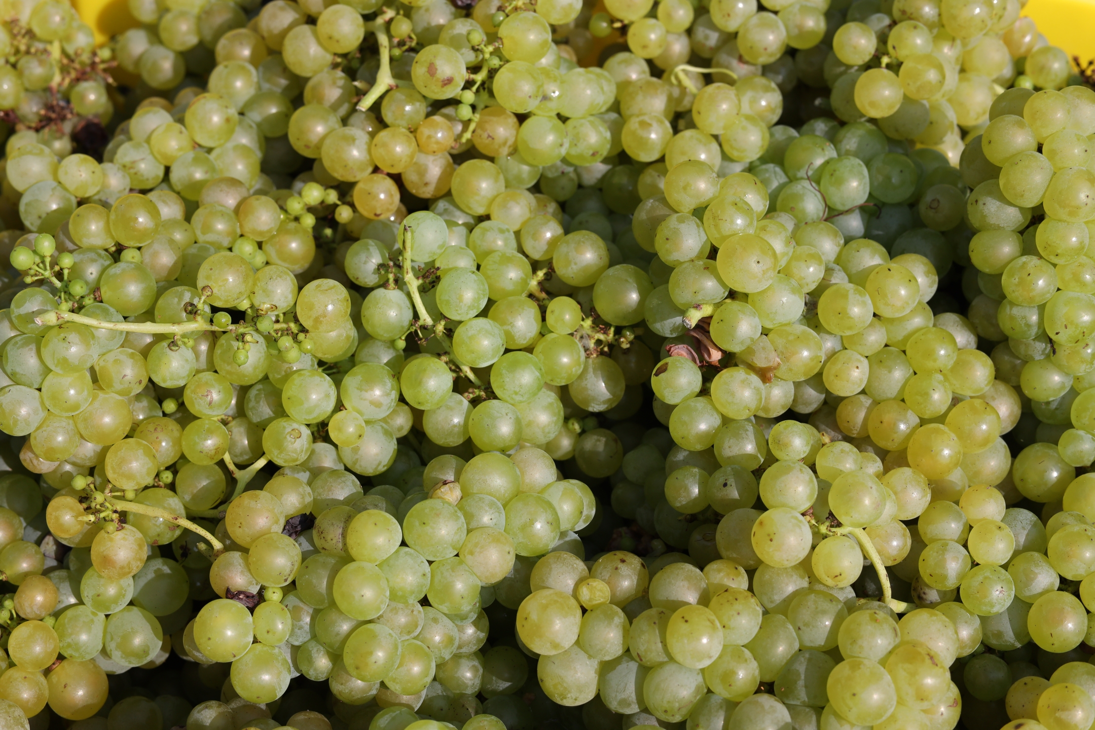 Muscat grapes