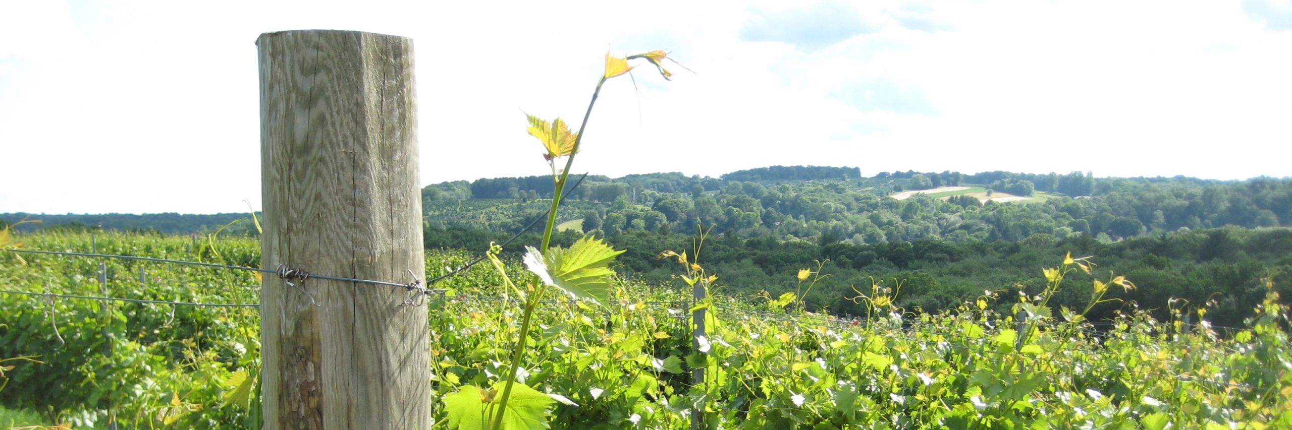 Vineyard with post at Pumpkinseed Hill