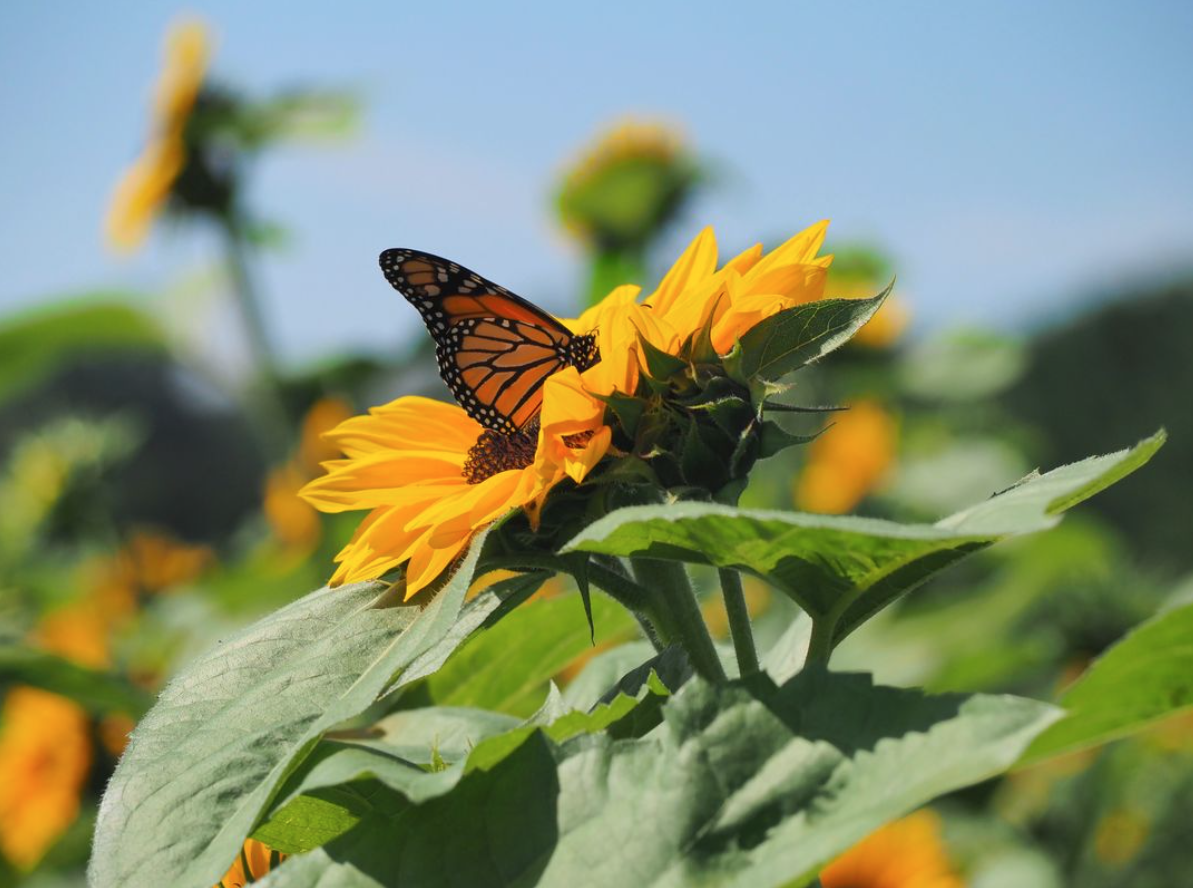 butterfly on fall sunflower
