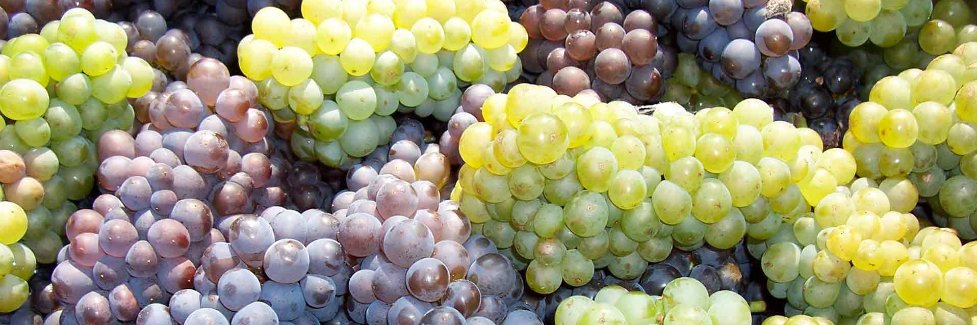 grapes for Irish Gold Wine Cocktail