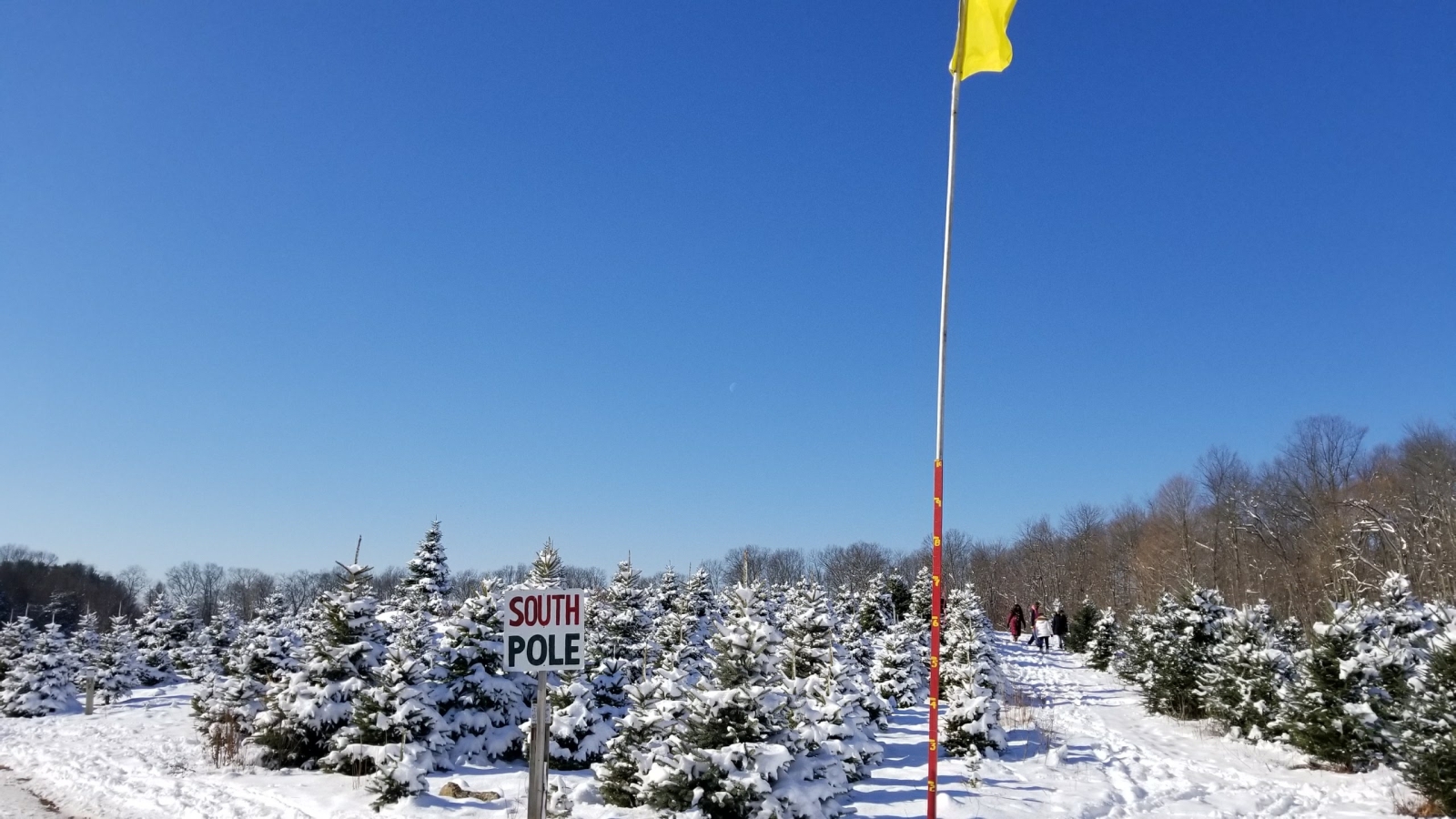 South Pole Tree Field in Snow with Tree Ruler