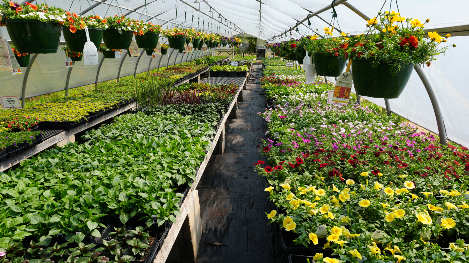 Plants growing in our greenhouse 