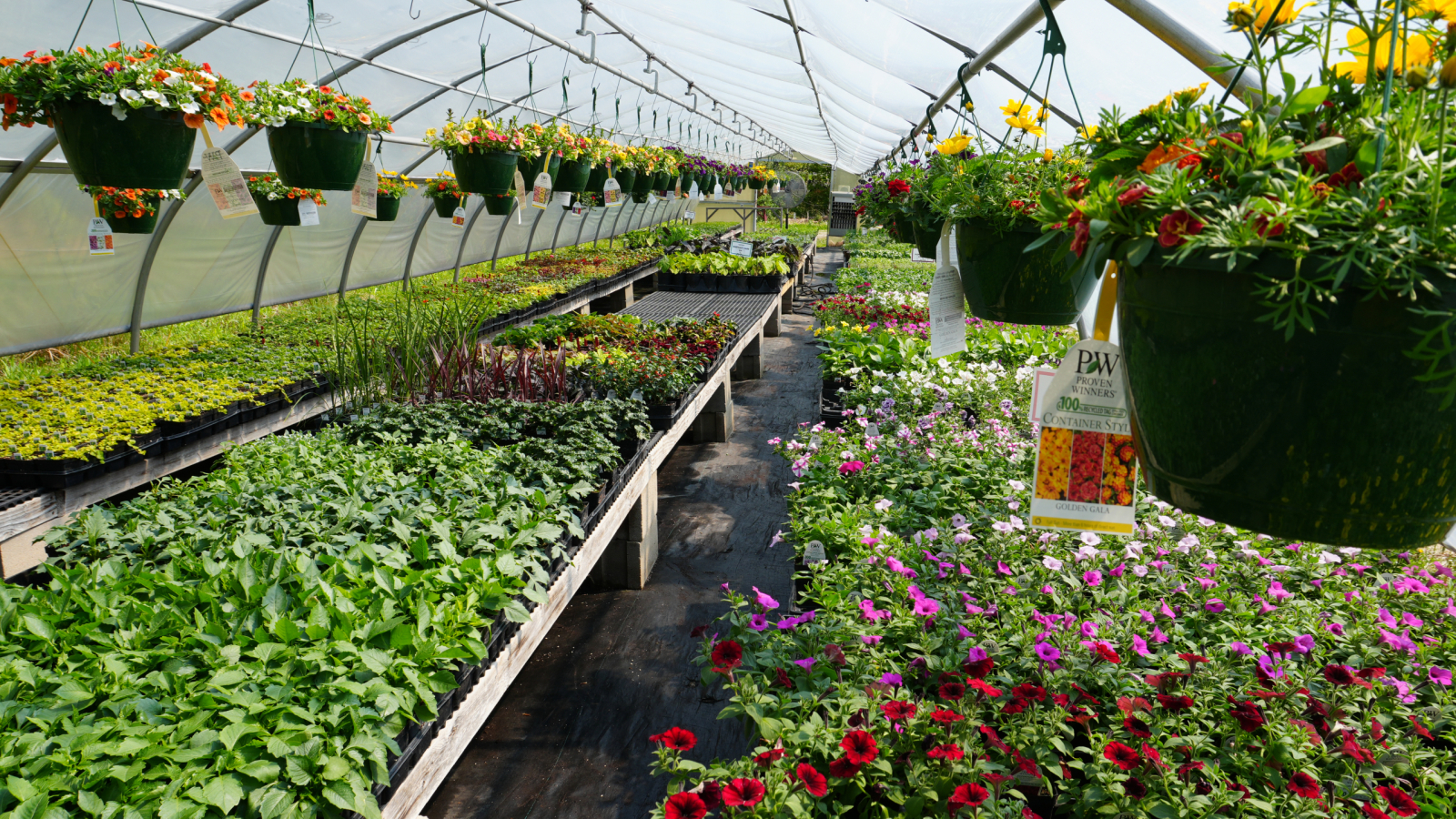 Flowers growing in our greenhouse 