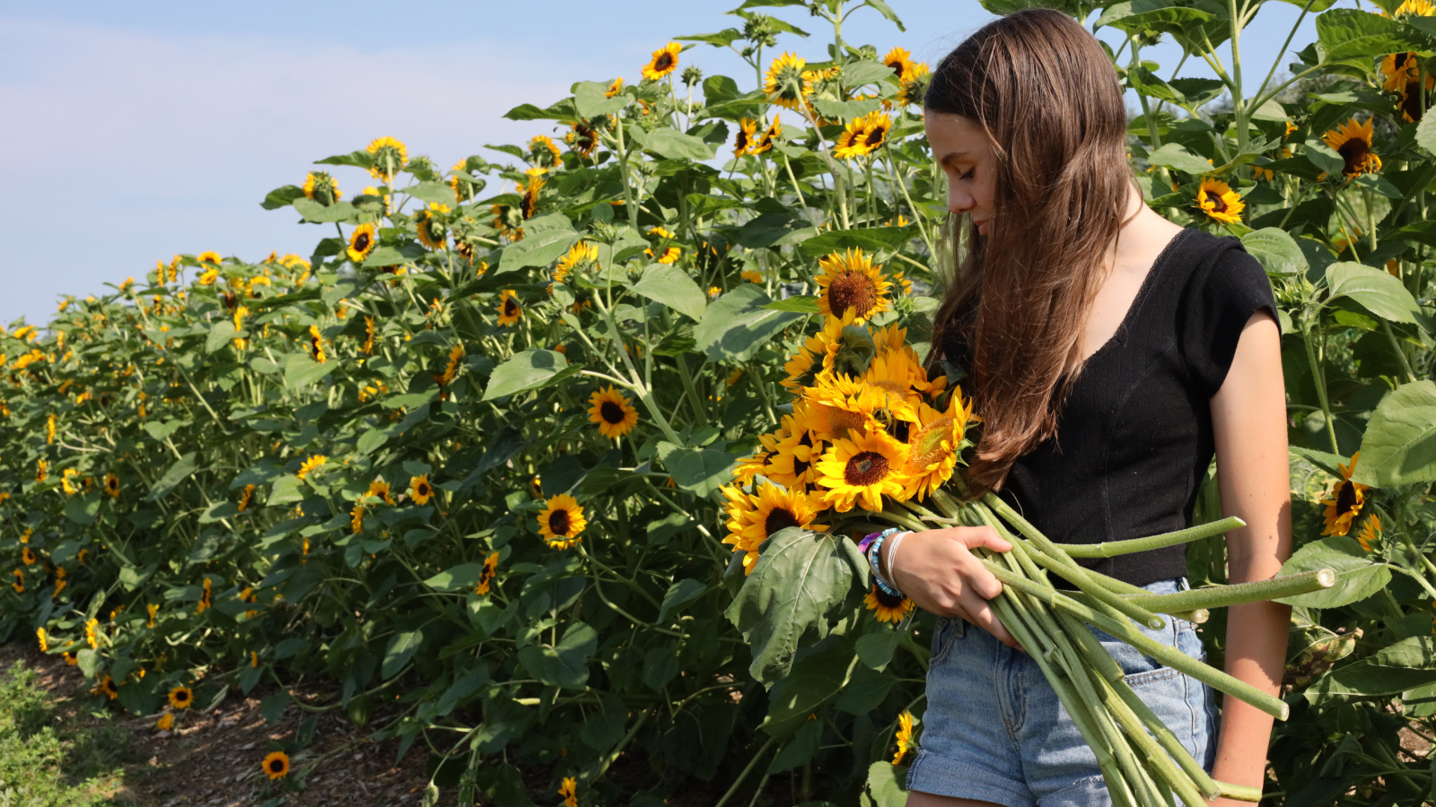 Juliet of Jones Winery in Sunflower field
