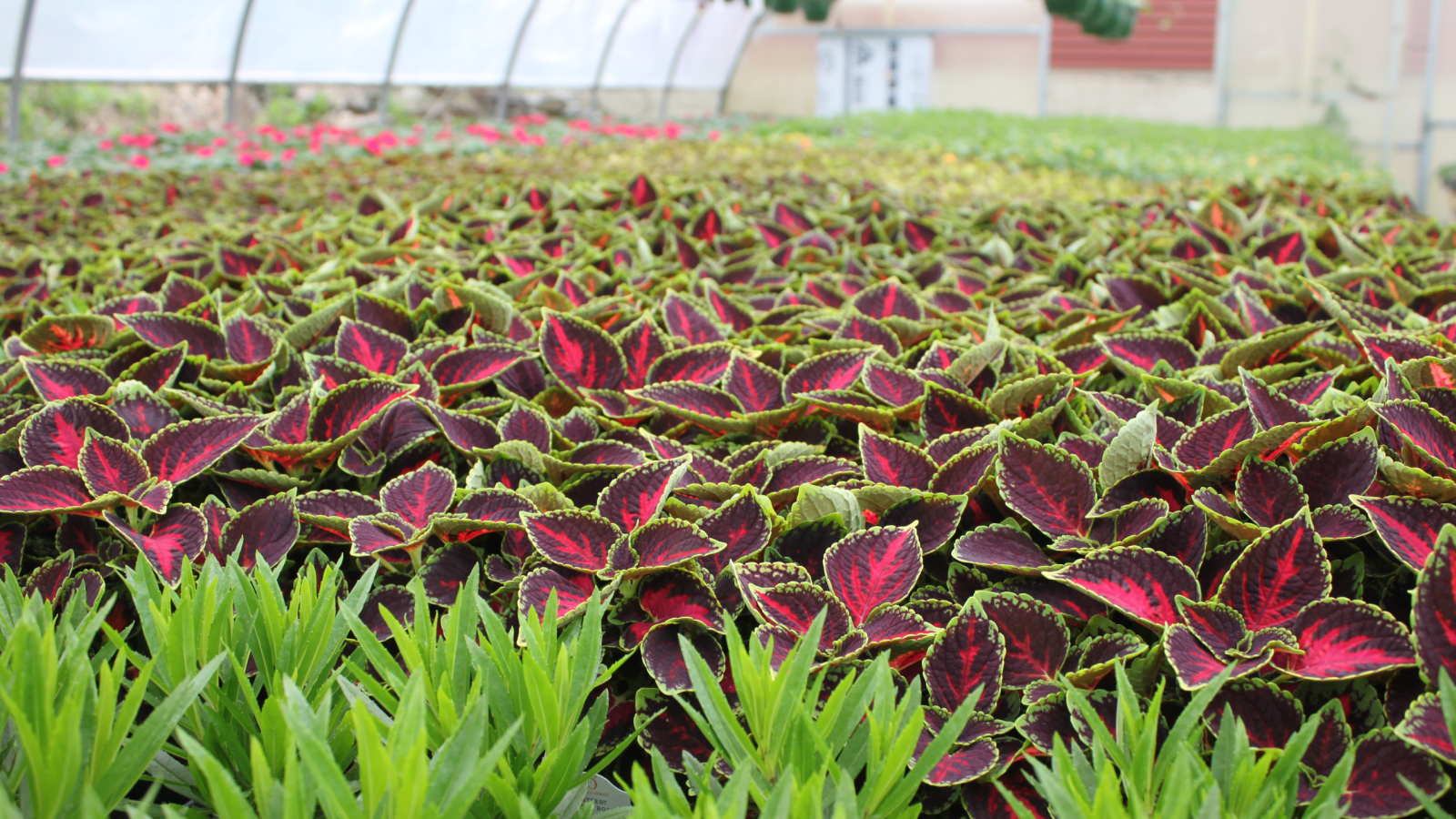 Plants growing in our greenhouse 
