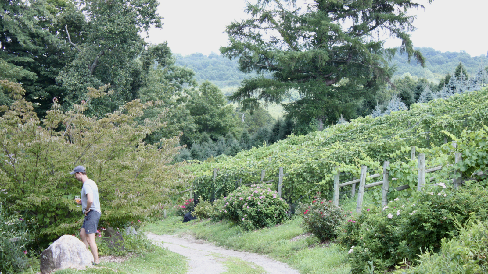 Educational Vineyard at Jones Winery