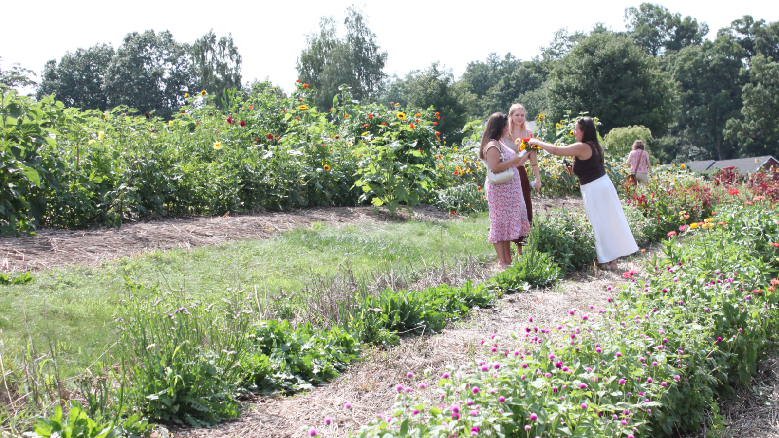 Flower Field at Tasting Room