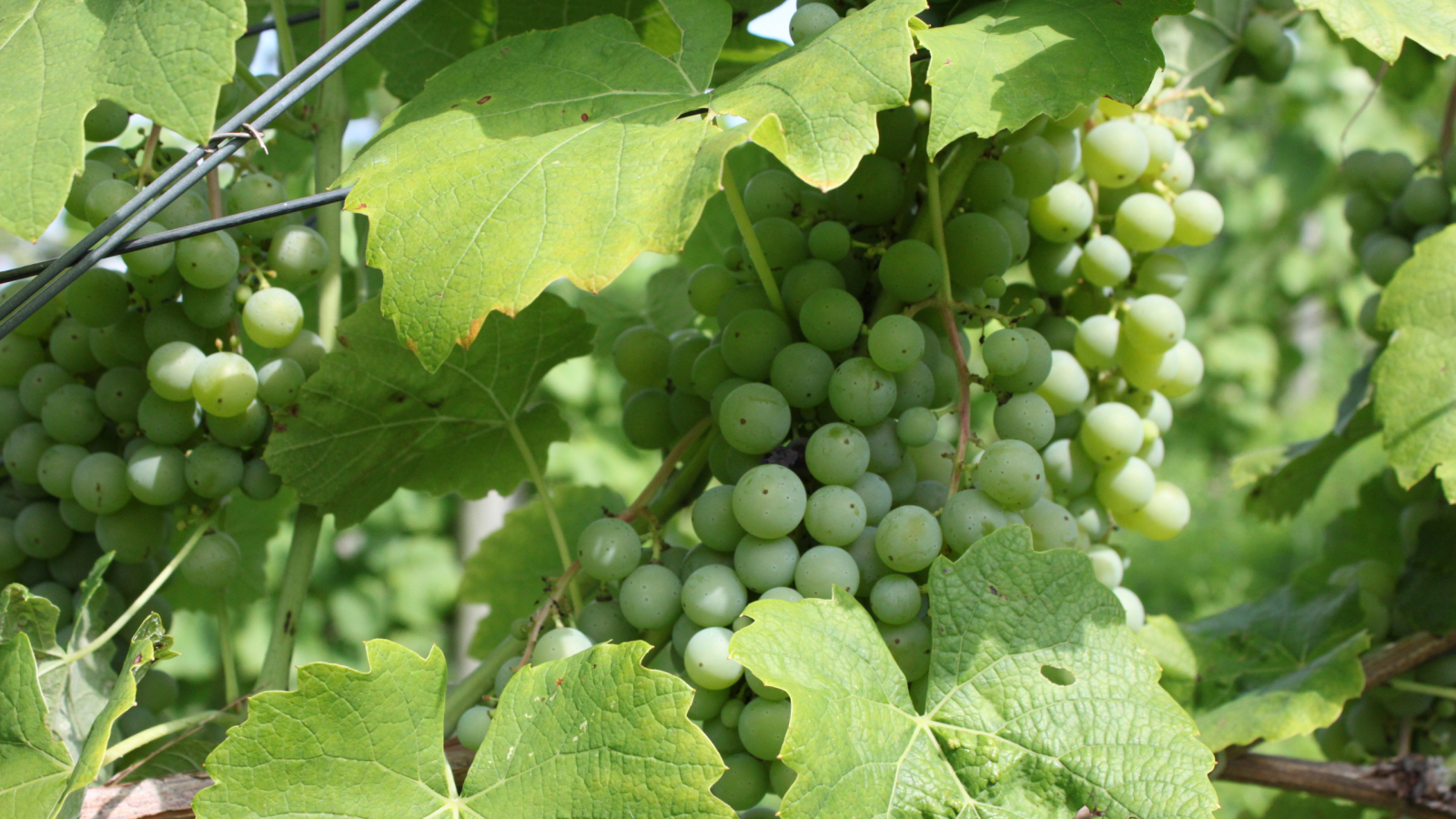 Grape Clusters in Educational Vineyard