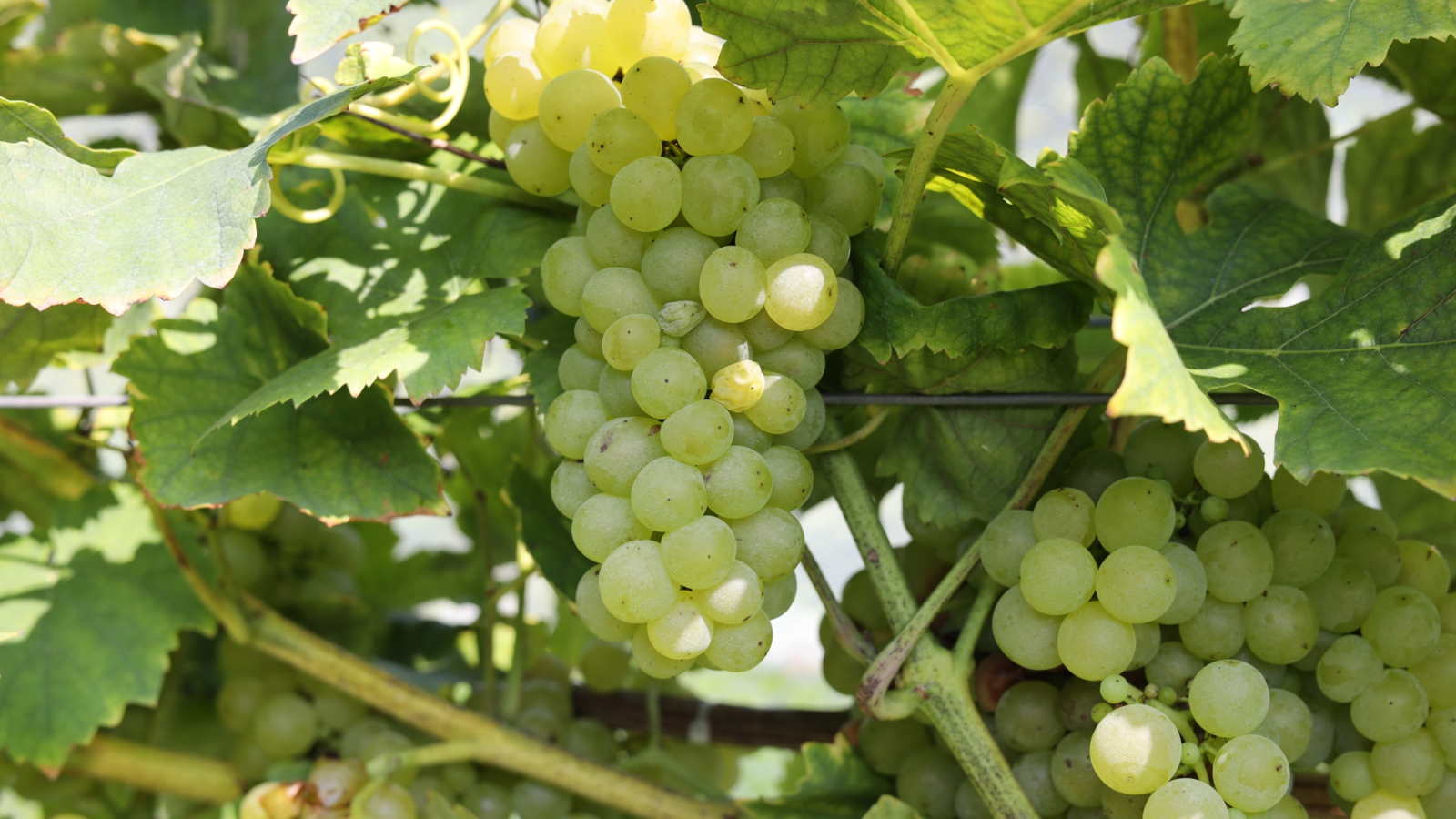 Muscat grapes on vine