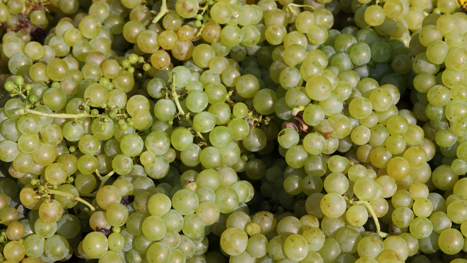 Muscat grapes