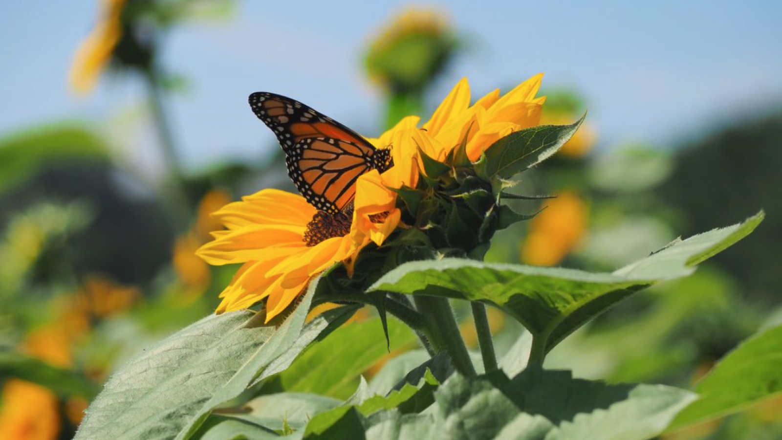 butterfly on fall sunflower