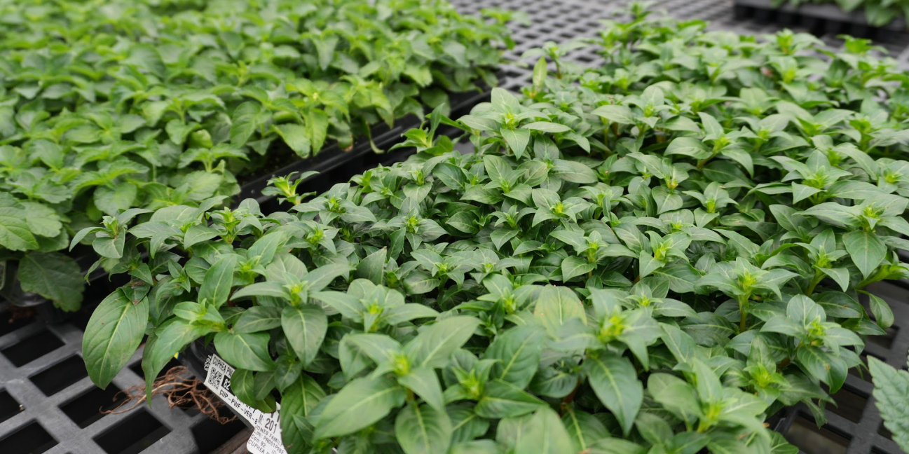 Plants in our greenhouse 