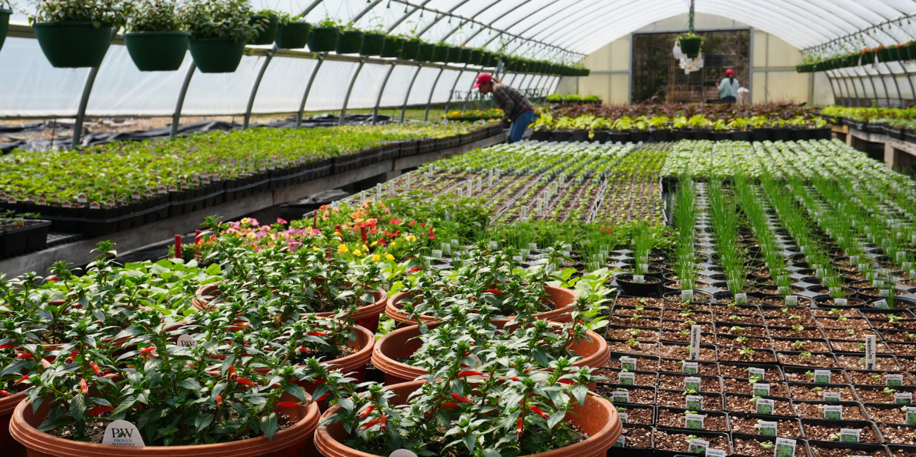 Plants growing in our greenhouses 