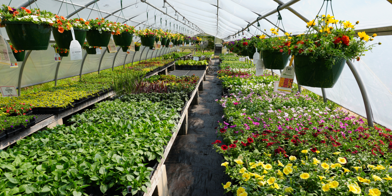 Flowers growing in our greenhouse 