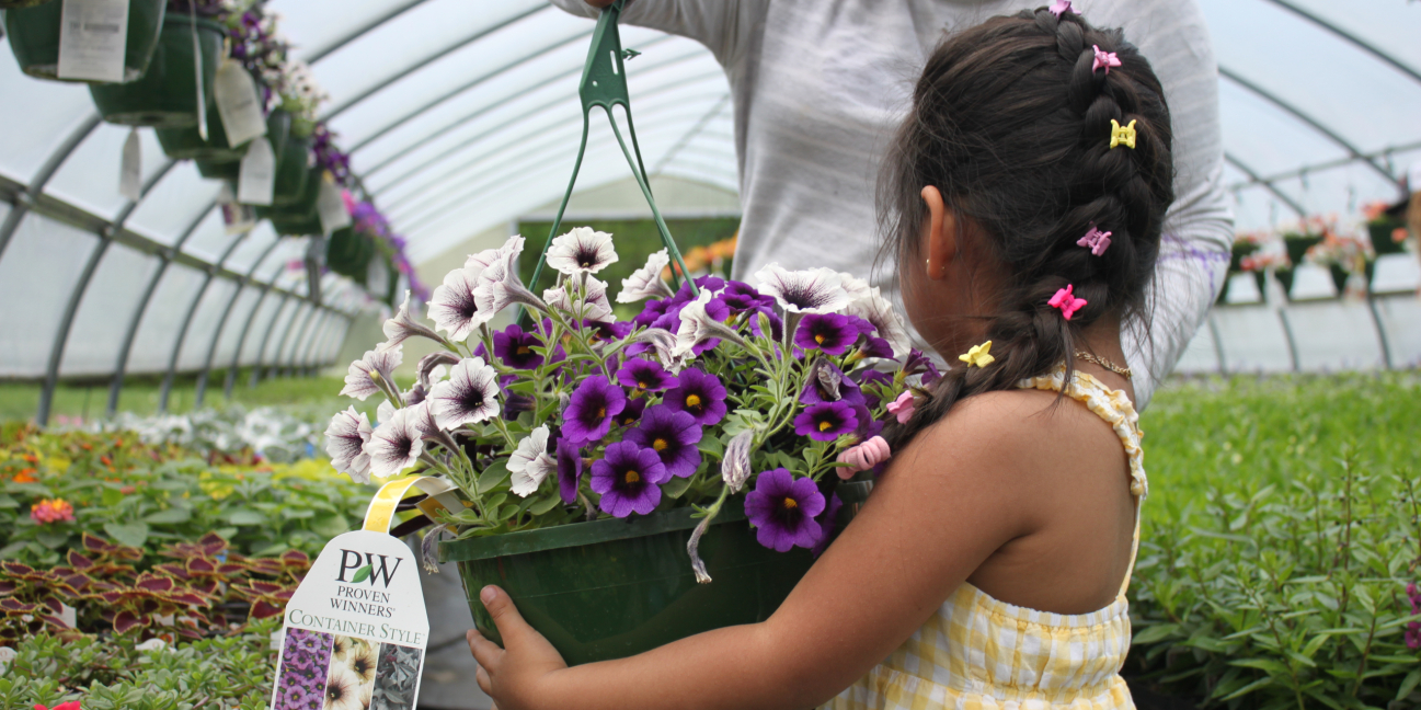 Young girl holding flowering hanging basket for mother 