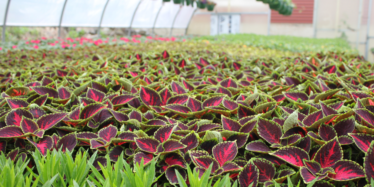 Plants in our greenhouse 
