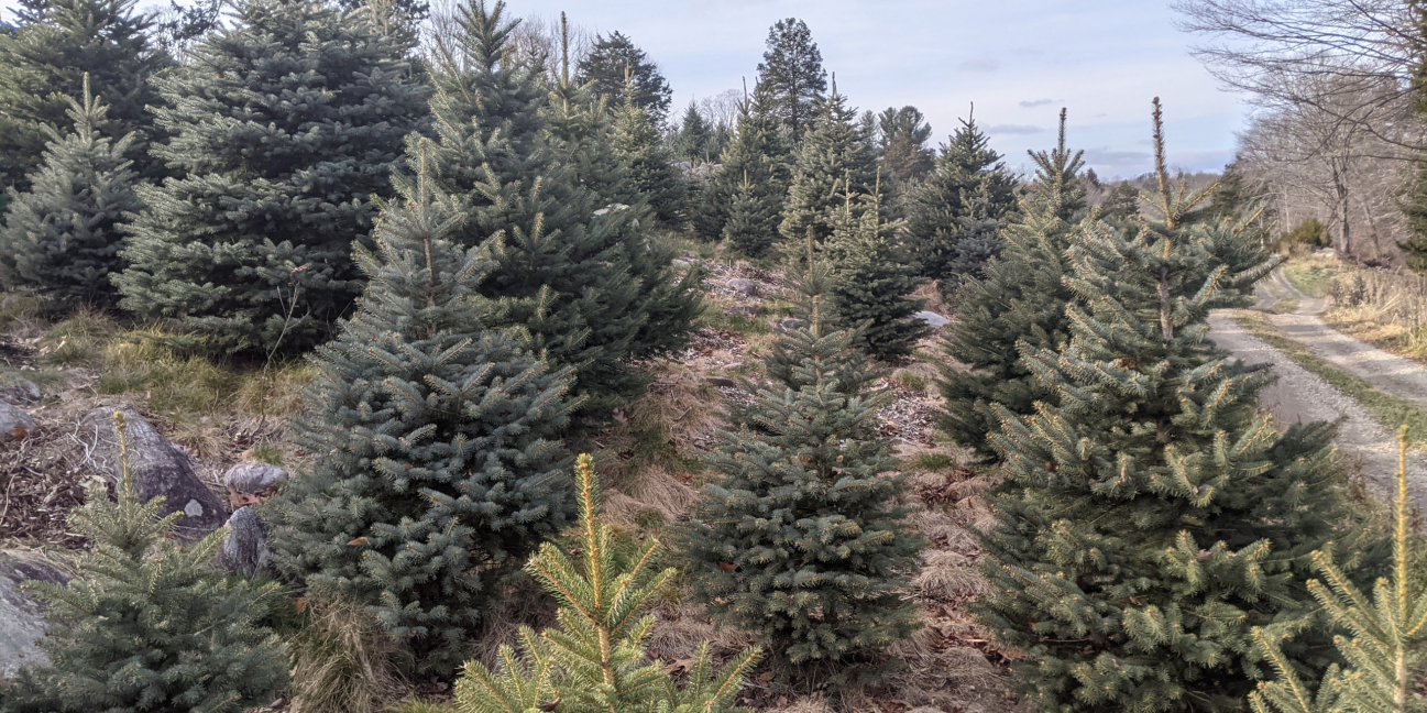 Blue spruce trees on hillside in winter