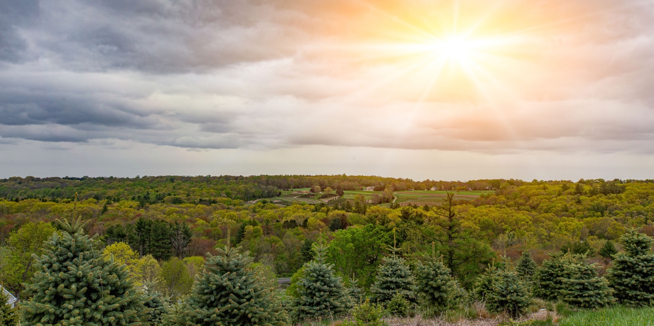 Spring Trees Sunshine, Photo: Lisa Nichols