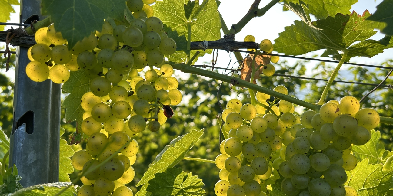 Green grapes on the vine in the vineyard