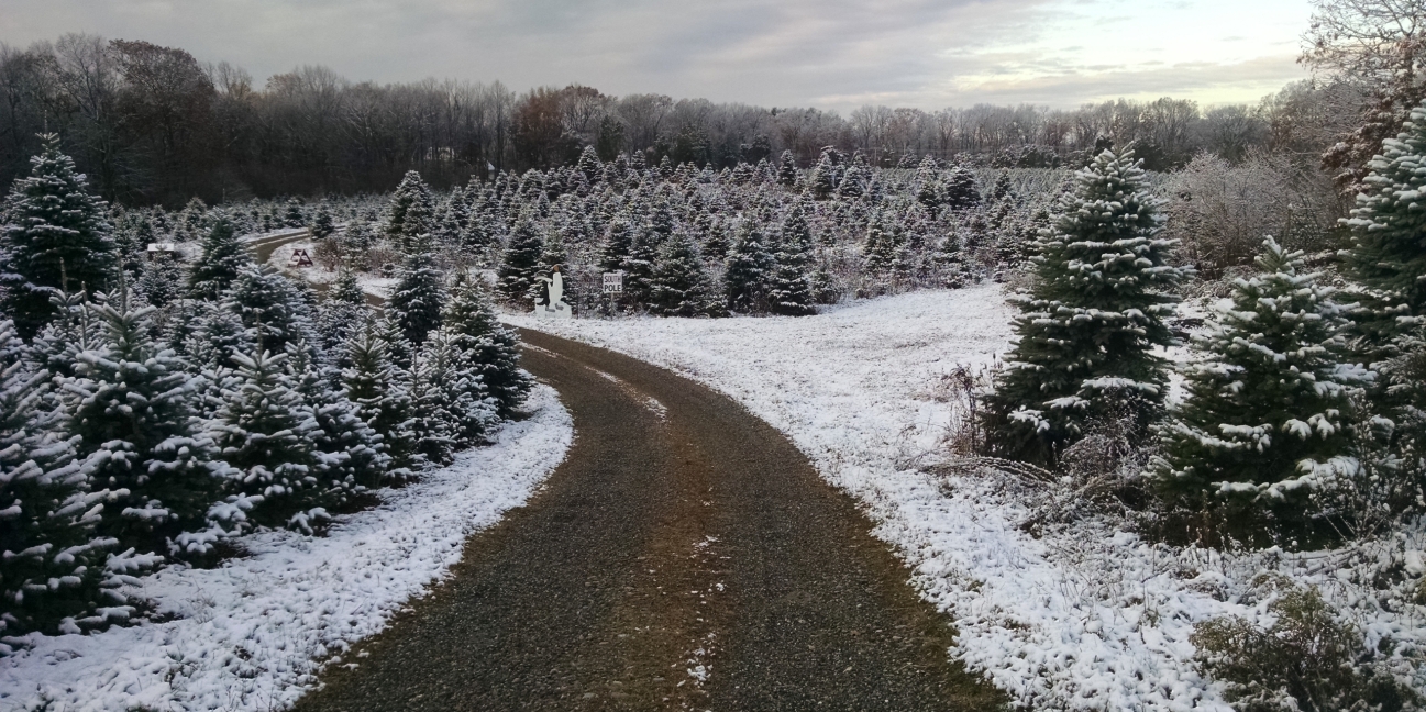 Farm road through the Christmas trees in the snow