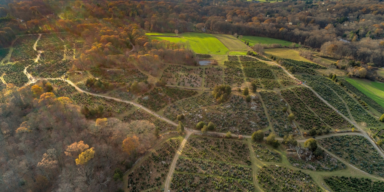 aerial drone view of farm especially Christmas trees