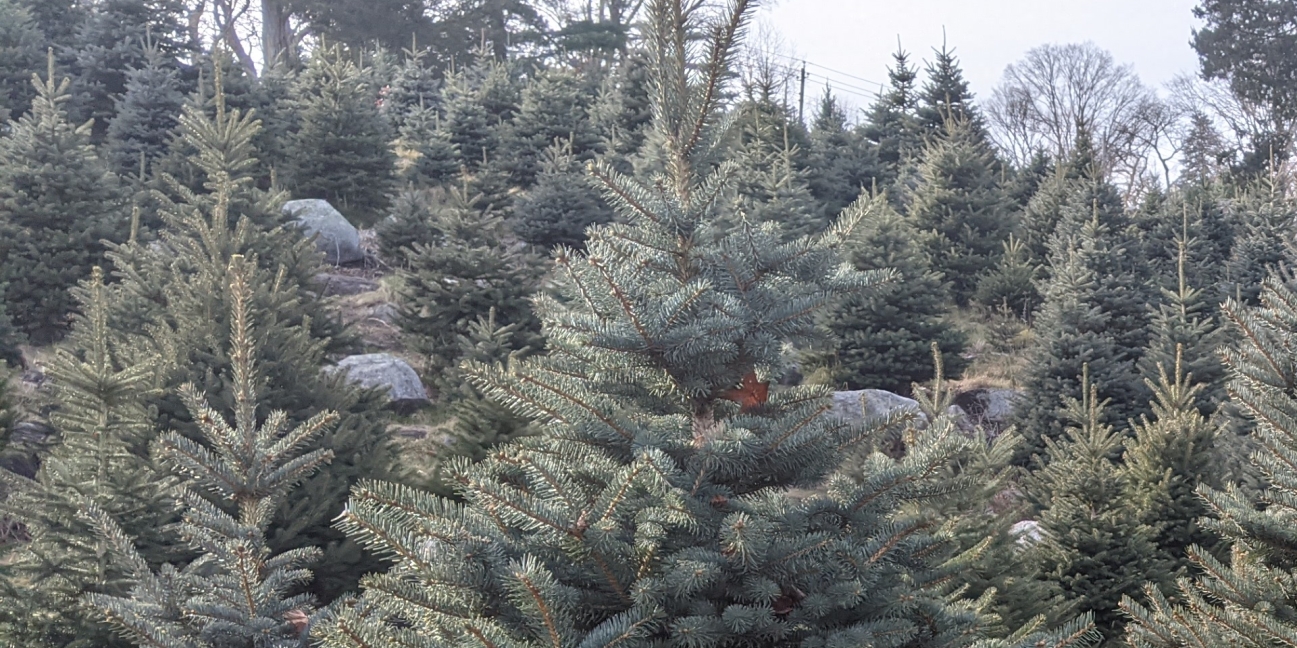 Christmas trees - close up