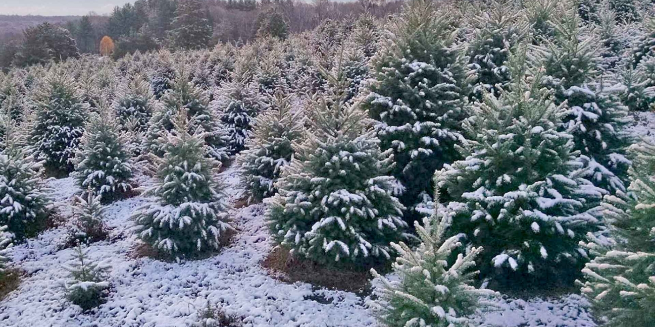 jones-family-farms-christmas-trees