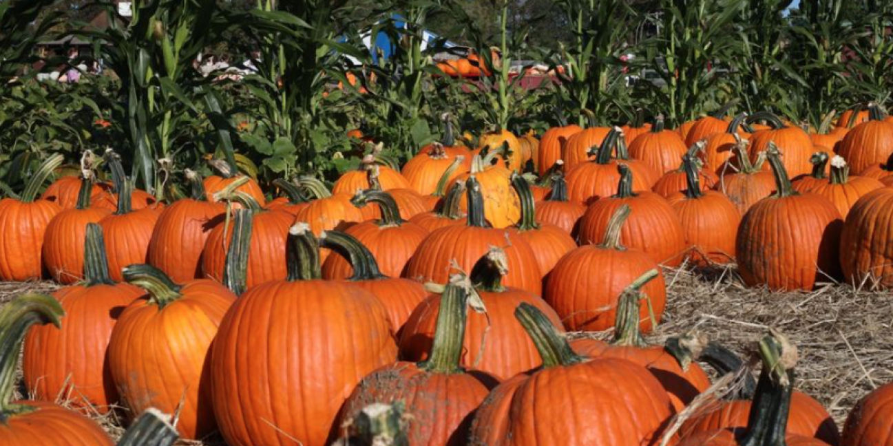 pumpkins and corn