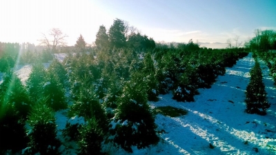 rows of christmas trees