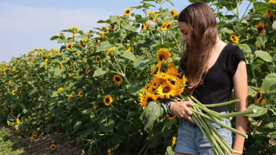 Juliet of Jones Winery in Sunflower field
