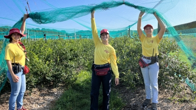 Staff in Blueberry Field