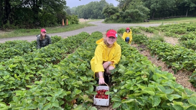 staff harvesting berries