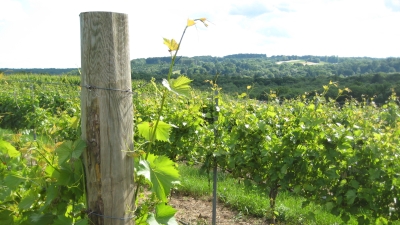 Vineyard with post at Pumpkinseed Hill