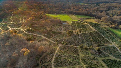 aerial drone view of farm especially Christmas trees