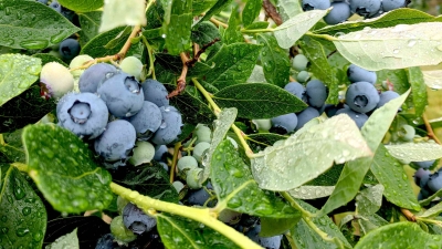 jones family farms blueberries on the vine