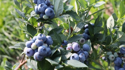 Blueberry Relish