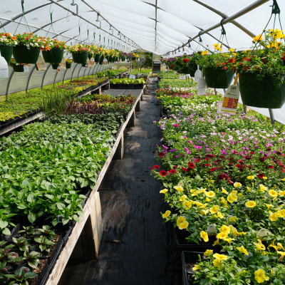 Flowers growing in our greenhouse 