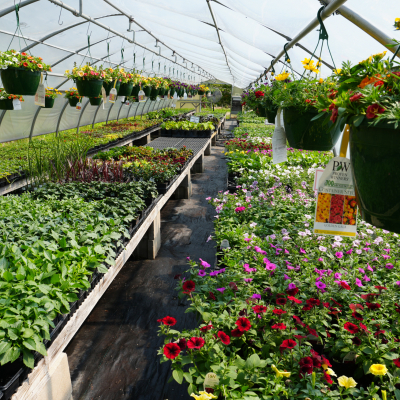 Flowers growing in our greenhouse 