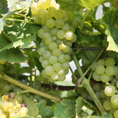 Muscat grapes on vine