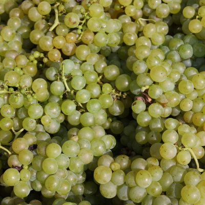 Muscat grapes