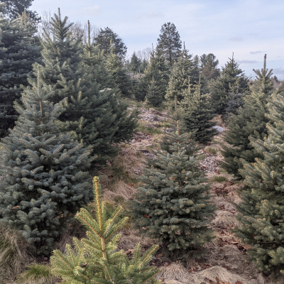 Blue spruce trees on hillside in winter