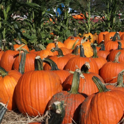 pumpkins and corn