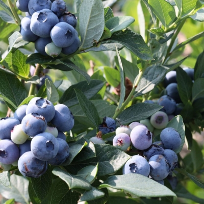 Blueberry Relish